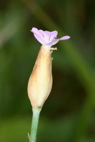 Petrorhagia prolifera #29